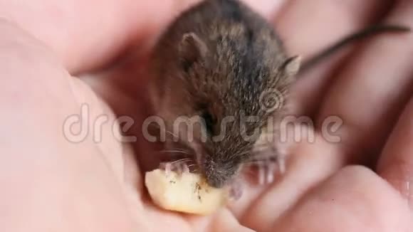 小可爱的动物森林白桦鼠在人的手掌上吃奶酪视频的预览图