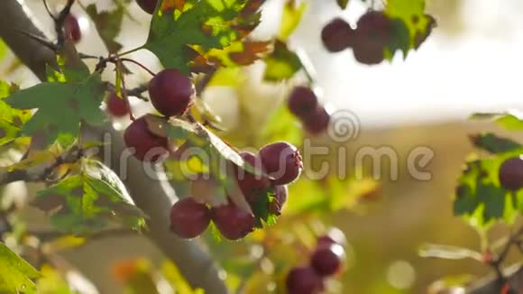带刺的树枝上的红色浆果红色浆果秋日的阳光和带刺的树枝上的叶子视频的预览图