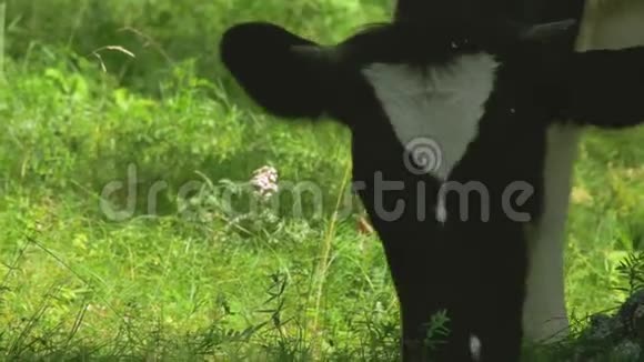 田野背景上的奶牛画像奶牛场上漂亮有趣的牛奶牛吃着鲜绿的草地视频的预览图