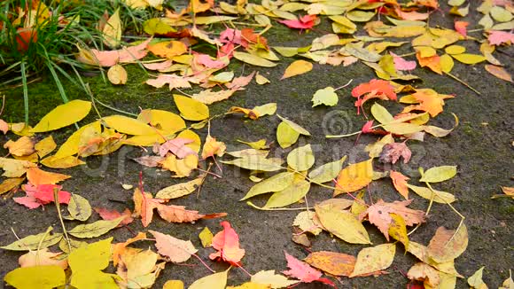 湿漉漉的秋天枫叶躺在地上长满了苔藓视频的预览图