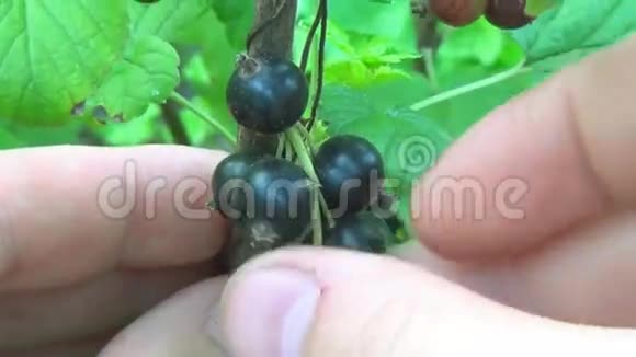 黑醋栗的浆果包收获的手指撕裂黑醋栗的浆果视频的预览图