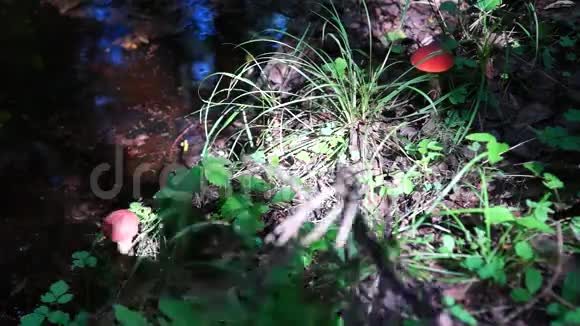蘑菇在森林里看不到蘑菇视频的预览图