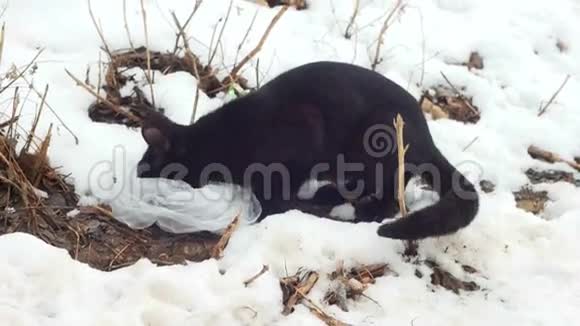 美丽的猫在雪地里吃视频的预览图