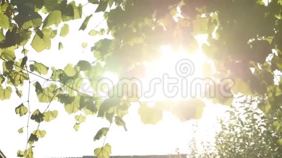 4K阳光明媚的绿色葡萄园视频的预览图