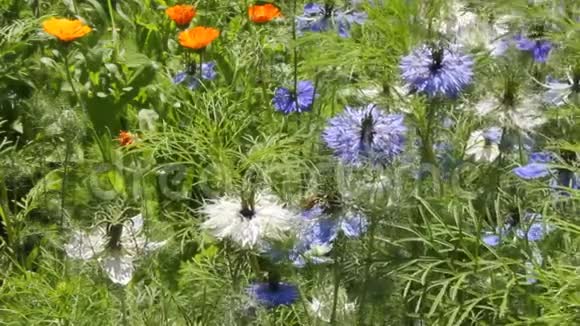 药用植物金盏菊和黑麦草视频的预览图