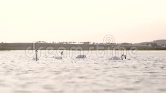 四只天鹅在湖里觅食和游泳视频的预览图