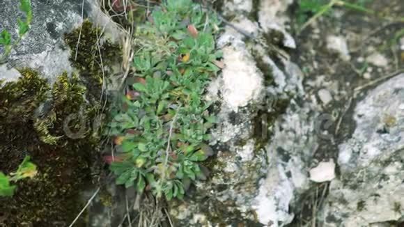 靠近岩石上独特的草本植物Schivereckia视频的预览图