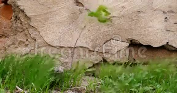 老石墙前生长的幼树和小草视频的预览图