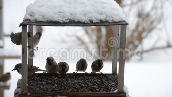 鸟儿在冬天啄食种子视频的预览图