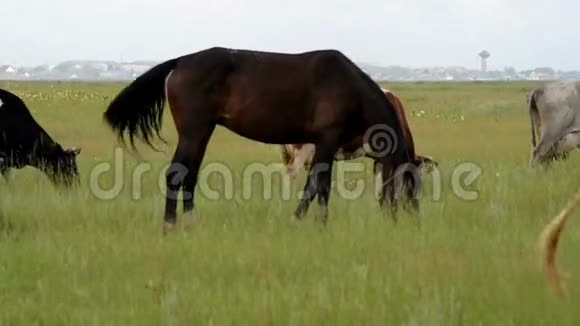 草地上的牛和马视频的预览图