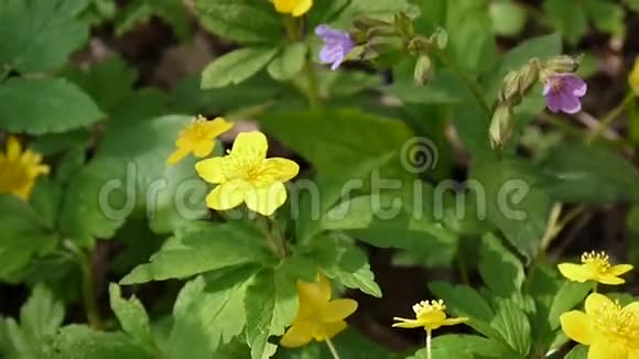 森林中春天盛开的黄葵视频特写录像静态摄像机视频的预览图
