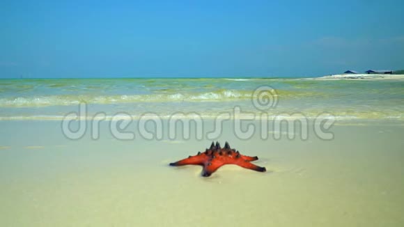 摄像机慢慢地沿着海岸飞行白沙上大量红星白色海滩上的红星鱼躺着视频的预览图