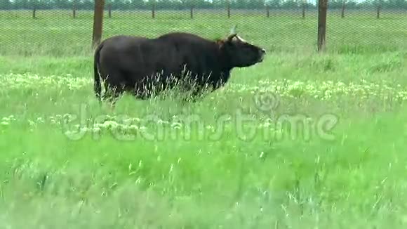 沙漠中的黑牛牛到牧场视频的预览图