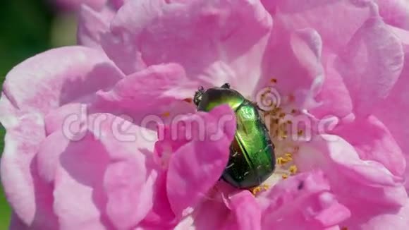 玫瑰宏景上的绿色甲壳虫视频的预览图