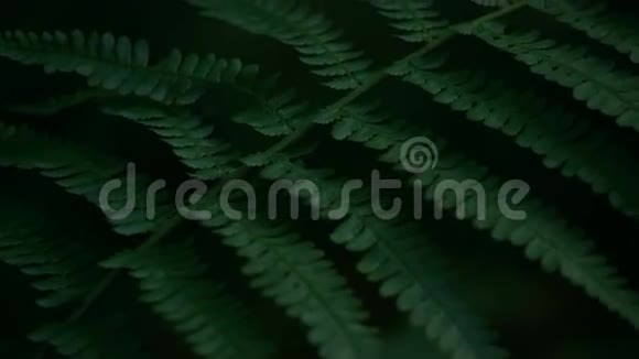 绿色植物蕨类植物慢动作深射深富绿色视频的预览图
