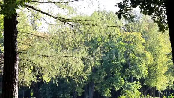 在加奇纳公园的背光里拉奇视频的预览图