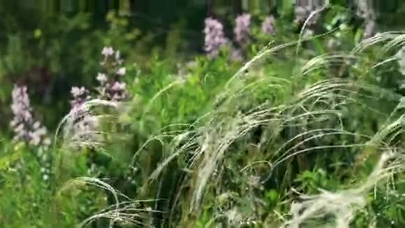 风中之花狄塔尼Dictamnusalbus草药视频的预览图