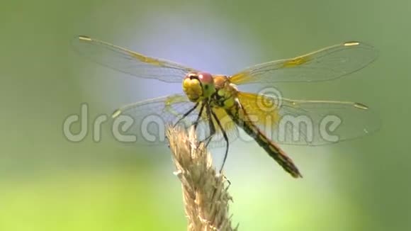 象征夏天的蜻蜓视频的预览图