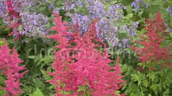 花坛中的红黄野花视频的预览图