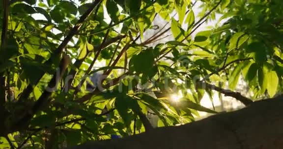 晴天的榆树叶自然背景有榆树枝和年轻明亮的叶子在白天的太阳面前视频的预览图