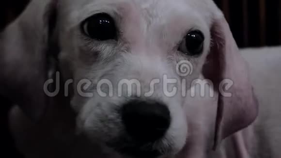 在收容所或动物苗圃里悲伤的混血狗的肖像动物避难所概念视频的预览图