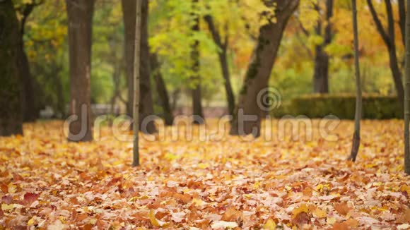 树叶落在秋天的公园里视频的预览图