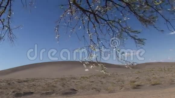 布卢瑙沙丘爱达荷州14号沙漠湖泊视频的预览图