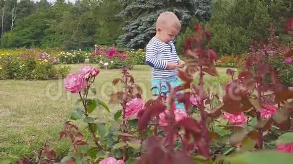 小男孩在玫瑰丛附近玩玫瑰视频的预览图