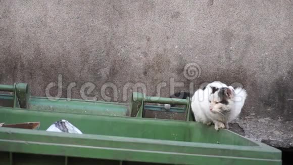 无家可归的流浪猫躺在肮脏的垃圾容器上特写视频的预览图