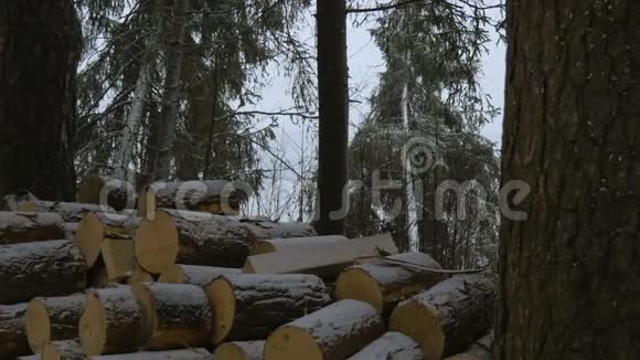 松林中冬季暴风雪松枝在落雪下弯曲冬季野生动物奇妙的世界视频的预览图