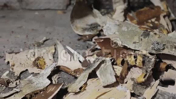 俄罗斯风格炉中桦木树皮视频的预览图