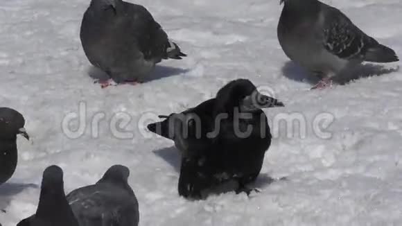 鸽子和乌鸦午餐视频的预览图