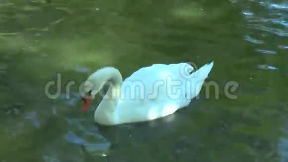 白天鹅漂浮在池塘里在他身旁飘起了鹅视频的预览图