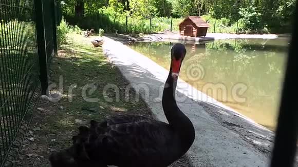 动物园里的黑天鹅在湖边游泳吃东西视频的预览图