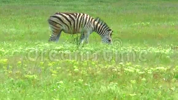 一只孤独的斑马在草地上放牧视频的预览图