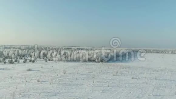 冬天田野里覆盖着雪冬季景观的农村森林田野树木覆盖雪视频的预览图