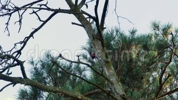 长着五颜六色羽毛的啄木鸟坐在树林里4k视频的预览图