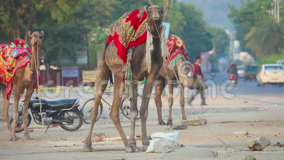 骆驼骑在斋浦尔的街道上视频的预览图