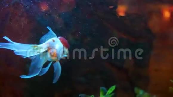 红白兰达金鱼在家中水族馆的空气浴帘上视频的预览图