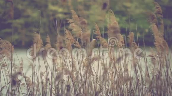 晚上与芦苇湖青铜羽草随风摇曳吹在芦苇里的风视频的预览图