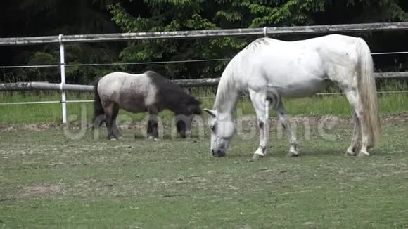 在绿色草地上放牧的马视频的预览图