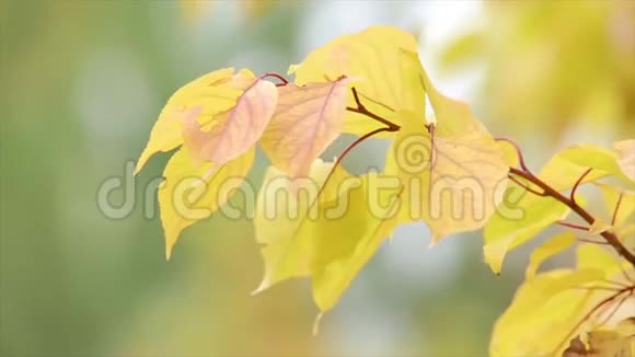 一根树枝上的叶子一些叶子有锯齿状的边缘关门视频的预览图