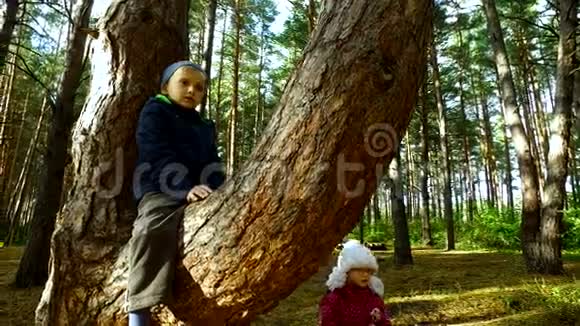男孩已种在高大的松树上那个男孩很高兴坐在公园的一棵高树上星期日假期视频的预览图