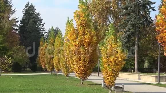 美丽的秋天公园秋天的树木和树叶秋天的风景秋天的公园视频的预览图