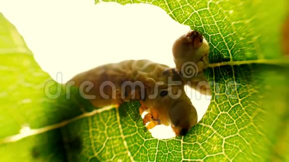 蚕在花园里吞食叶子绿树吃树叶的毛毛虫视频的预览图