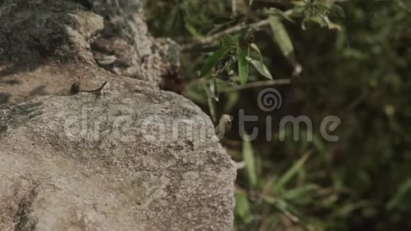 在石头上的蜥蜴马丘比丘从右侧观看马丘比丘的游客米丘比丘山脉视频的预览图