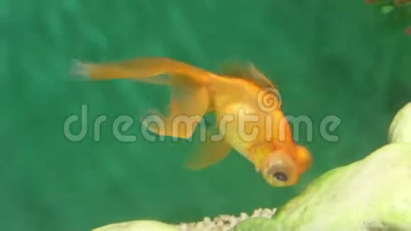 橙色水族馆鱼望远镜在水下觅食视频的预览图