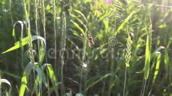 蜘蛛网青草上的蜘蛛网宏滑块视频的预览图