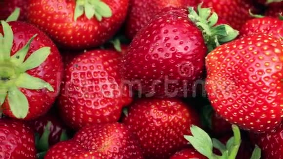 新鲜成熟多汁的草莓合上慢全景视频的预览图