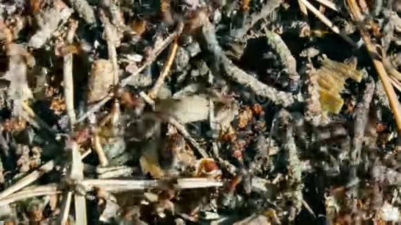 蚂蚁在蚂蚁山工作蚂蚁山生活宏观视频视频的预览图